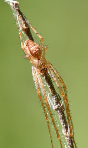 Metellina mengei
